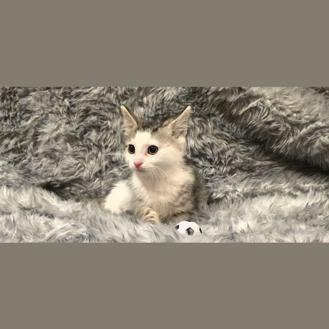 Photo of Moxie
