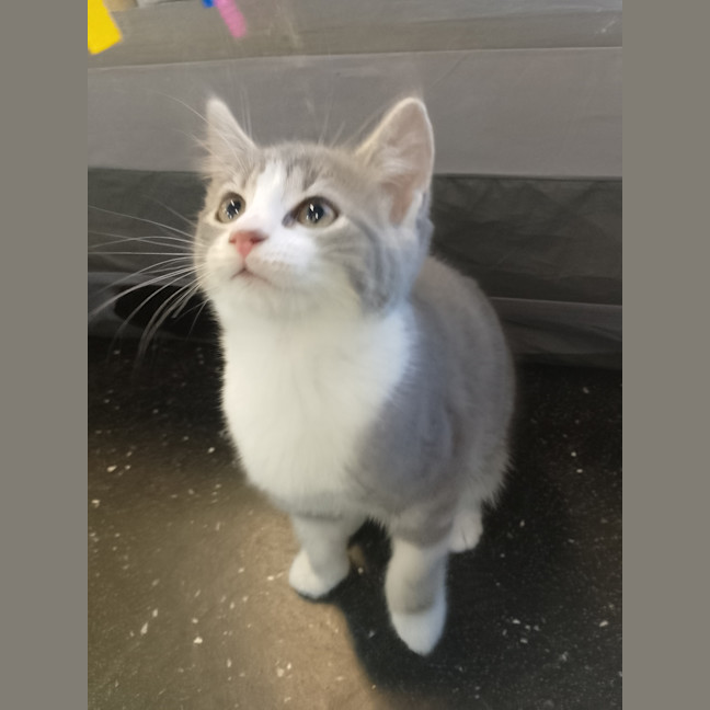 Photo of Gypsy (Tina Turner )