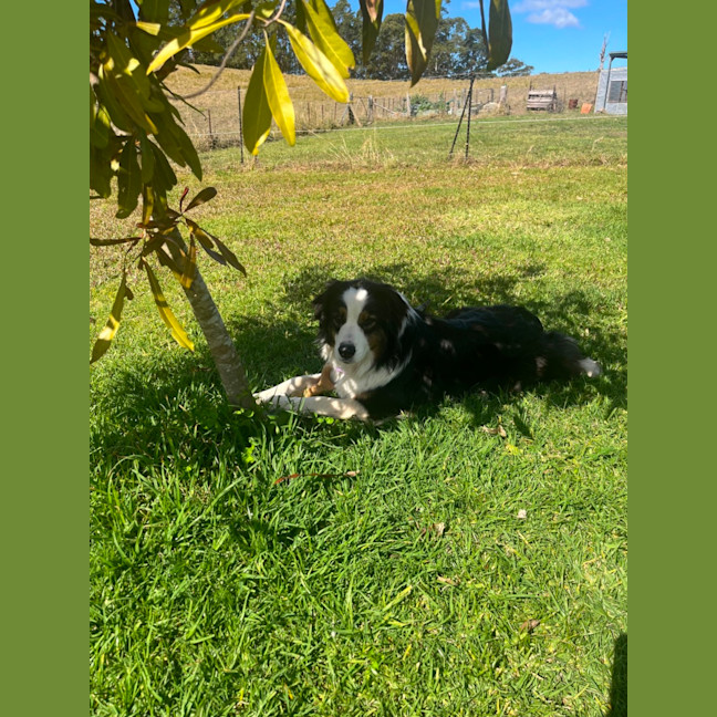 Photo of Gracie 