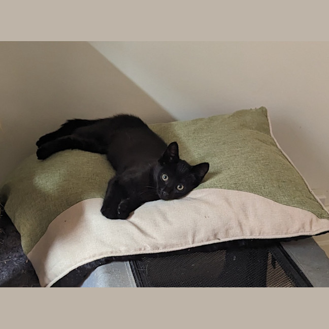 Photo of Midnight