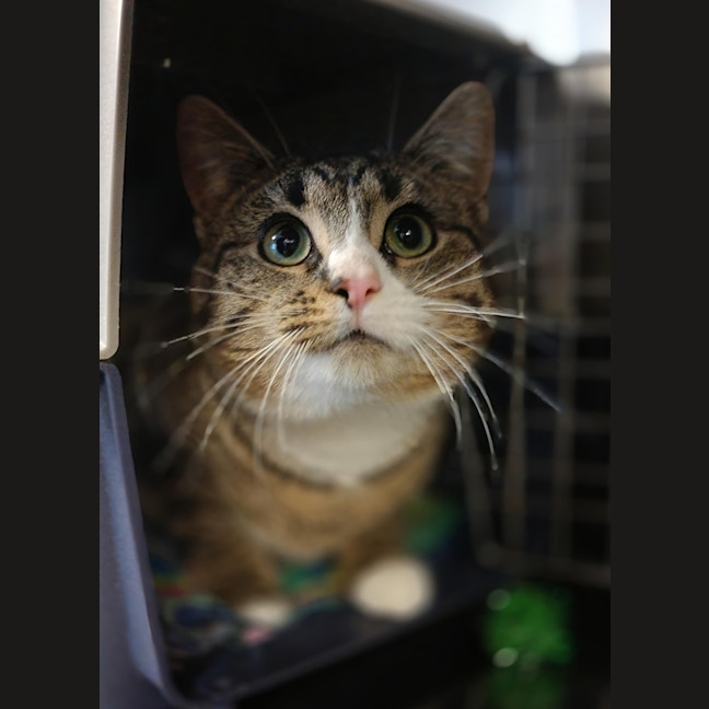 Photo of Bramble