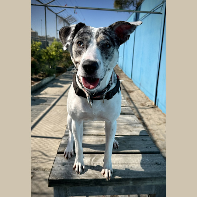 Photo of Abby