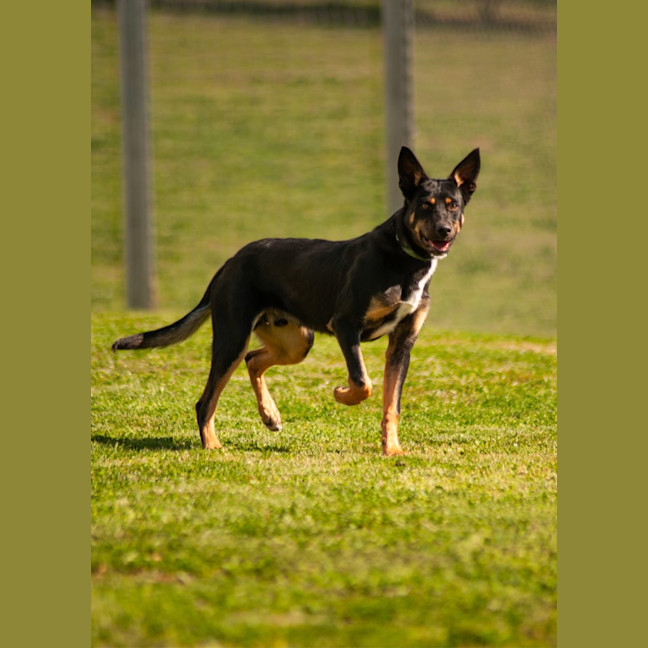 Photo of Duke