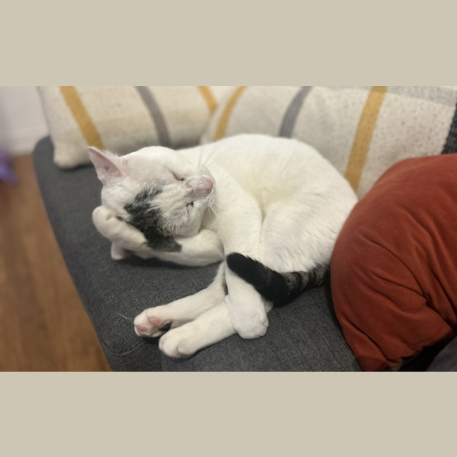 Photo of Squish
