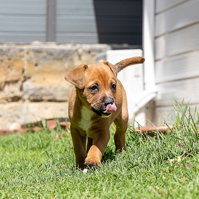 Photo of Brownie