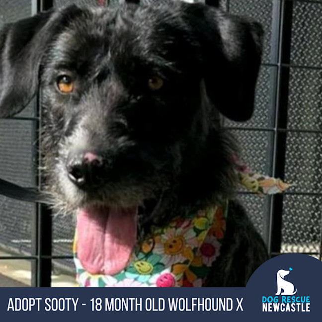 Photo of Sooty   18 Month Old Wolfhound X