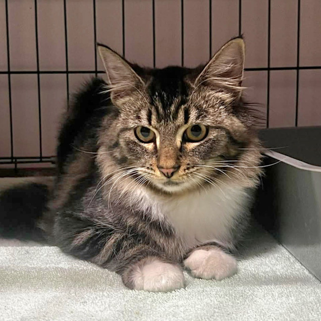 Photo of Little Chef