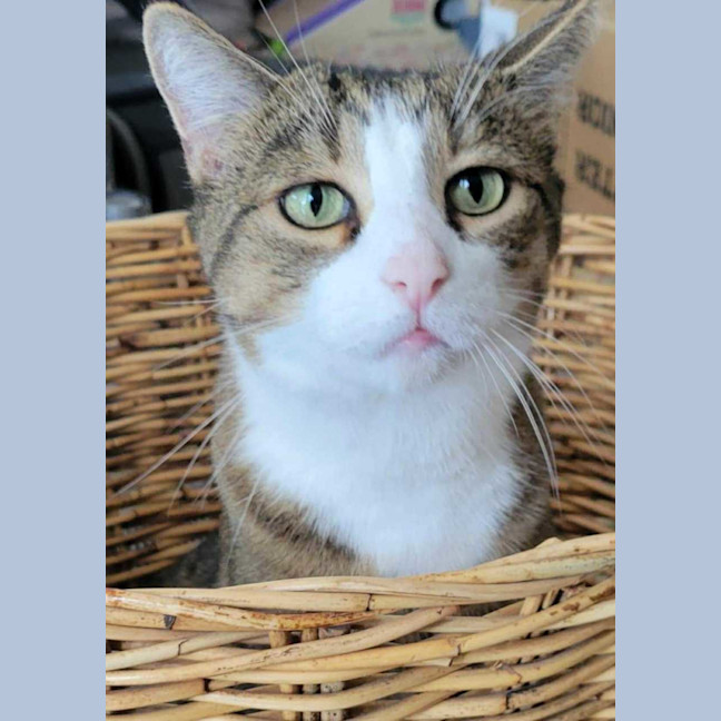 Photo of Loki & Pudding   Located In Coburg