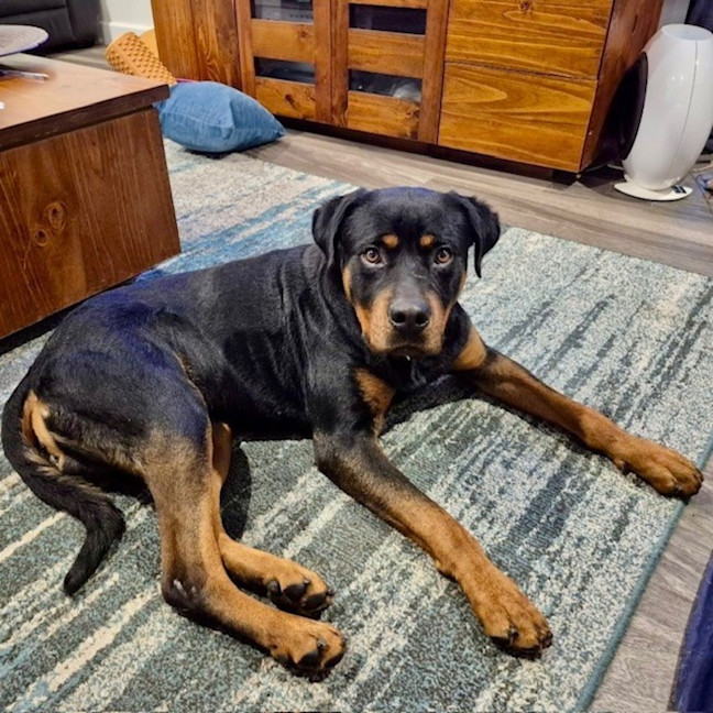 Photo of Enzo 