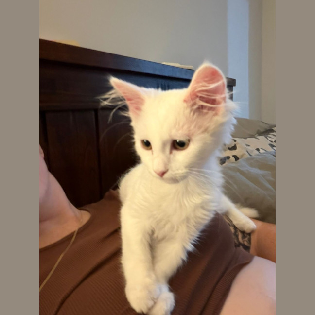 Photo of Yuki