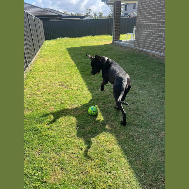 Photo of Tiny   1 Year Old Great Dane X Labrador (Trial)