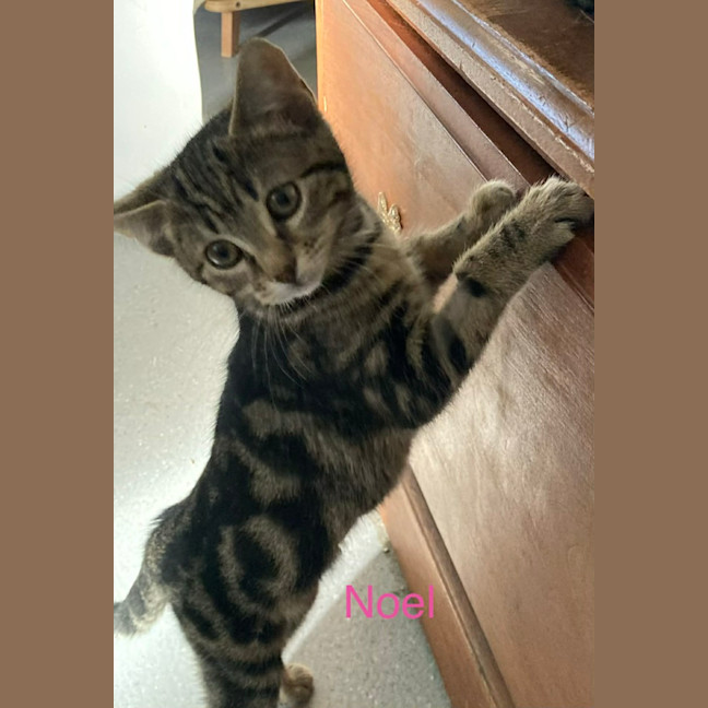 Photo of Noe’l