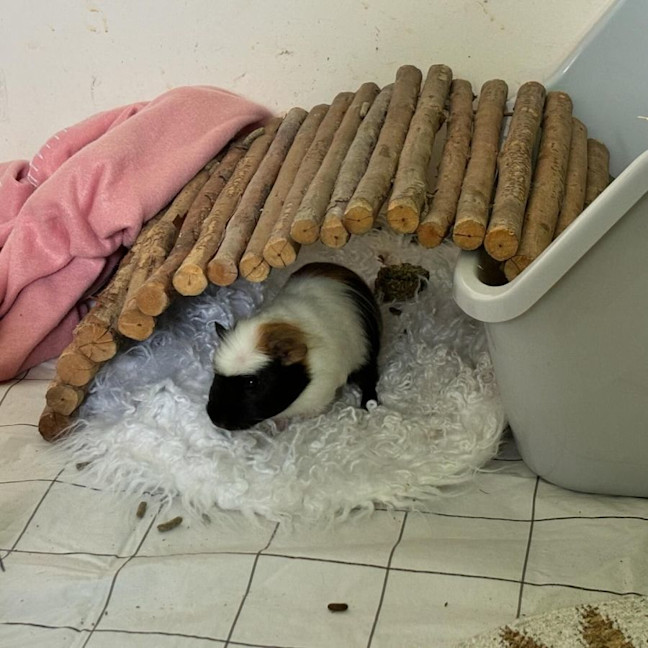 Photo of Riker, Richie & Rocky