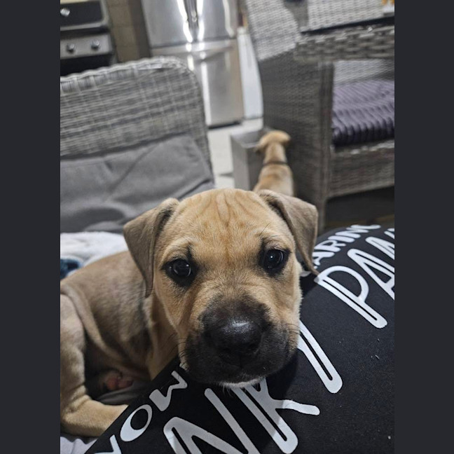 Photo of Krill Karen