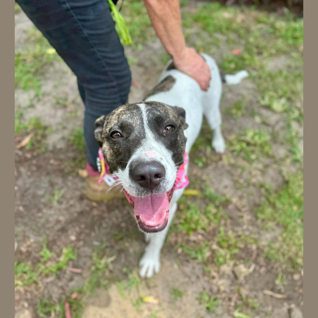 Photo of Tia *$250 Adoption Fee*