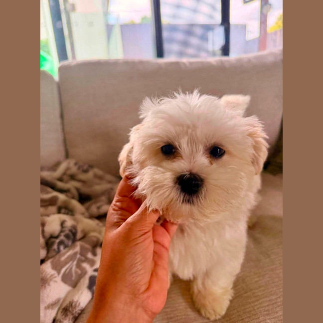 Photo of Sunny
