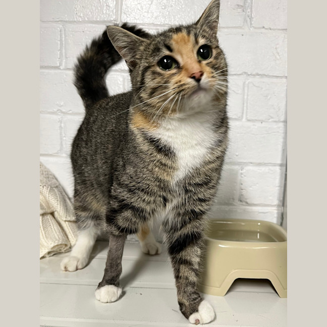 Photo of Nutmeg