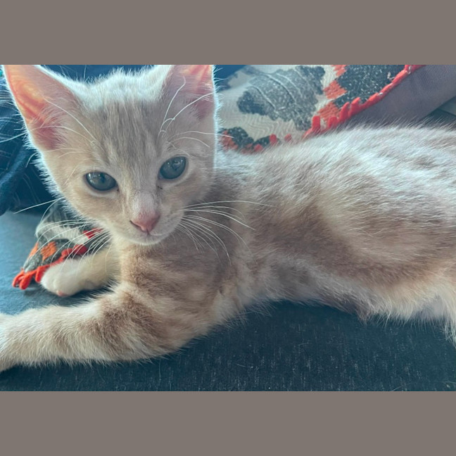 Photo of Mufassa   In Foster Care In Bentleigh East