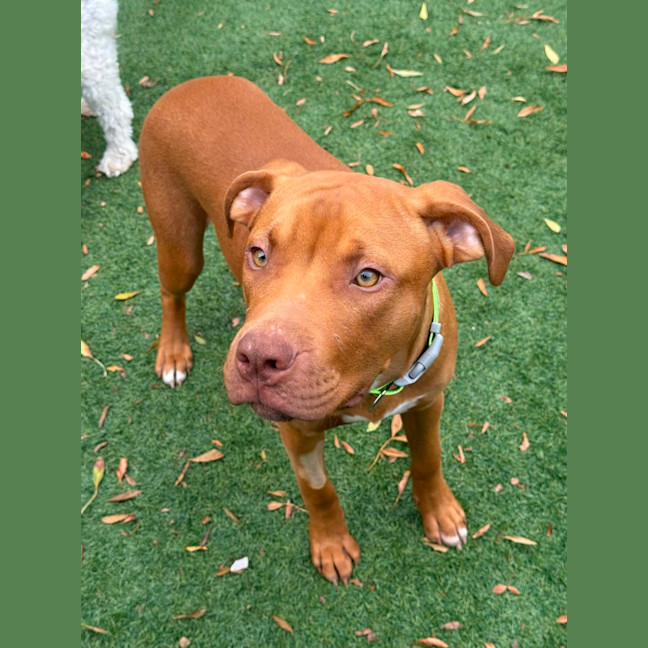 Photo of Bronson