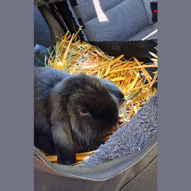 Photo of Sasha Bean