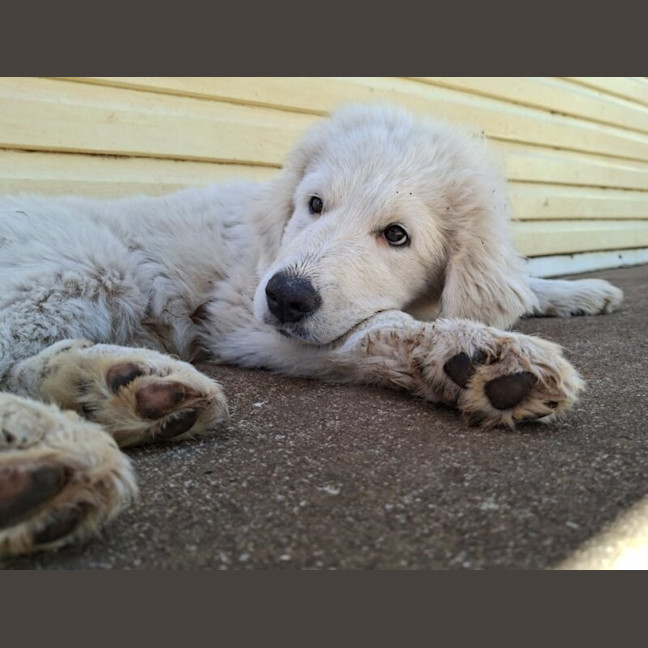Photo of Bruno