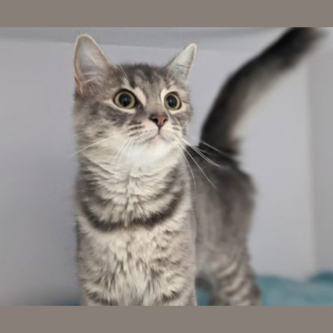 Photo of Misty