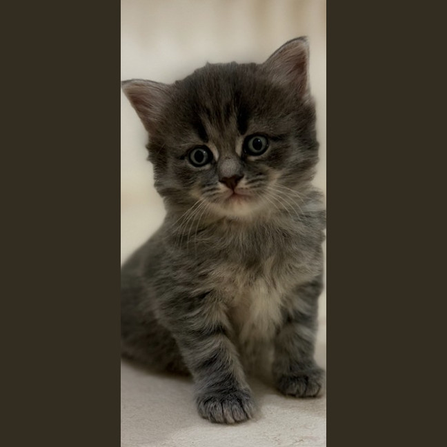 Photo of Earl Grey