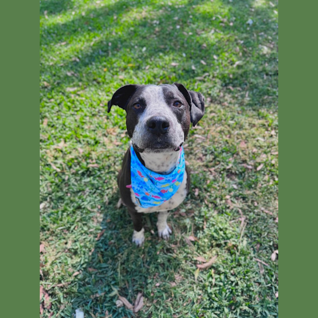 Photo of Freckles *$350 Adoption Fee* 