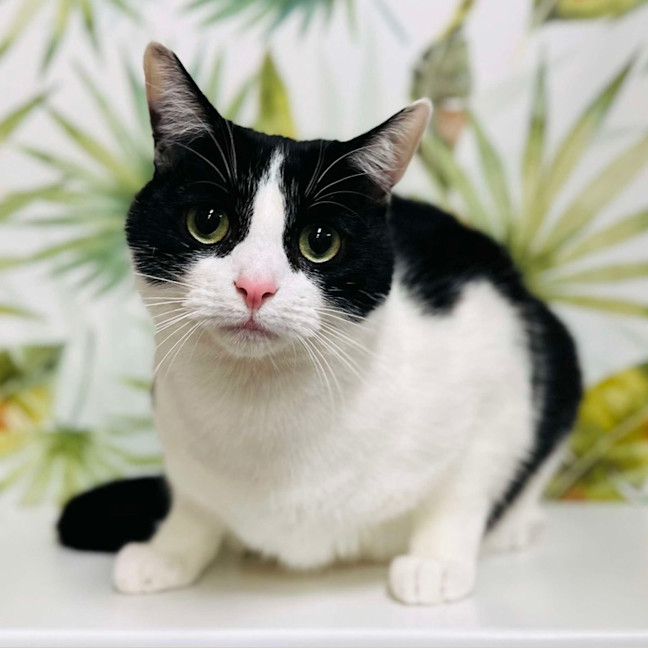 Photo of Luffy   Located In Preston