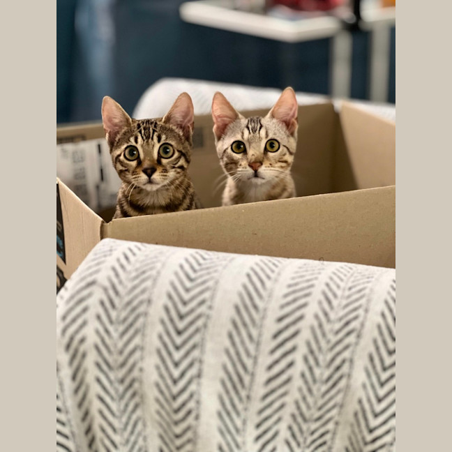 Photo of Snow Leopard