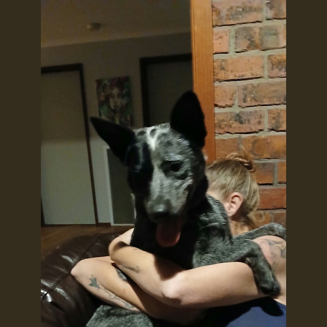 Photo of Bluey