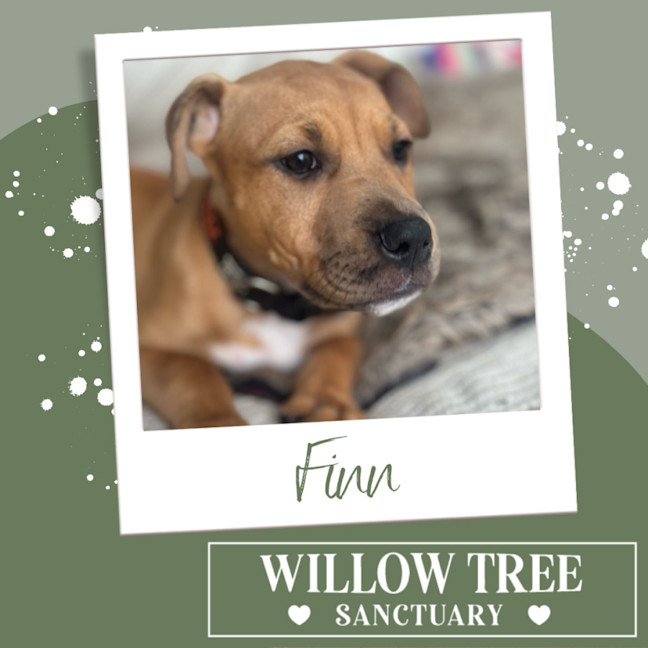 Photo of Finn