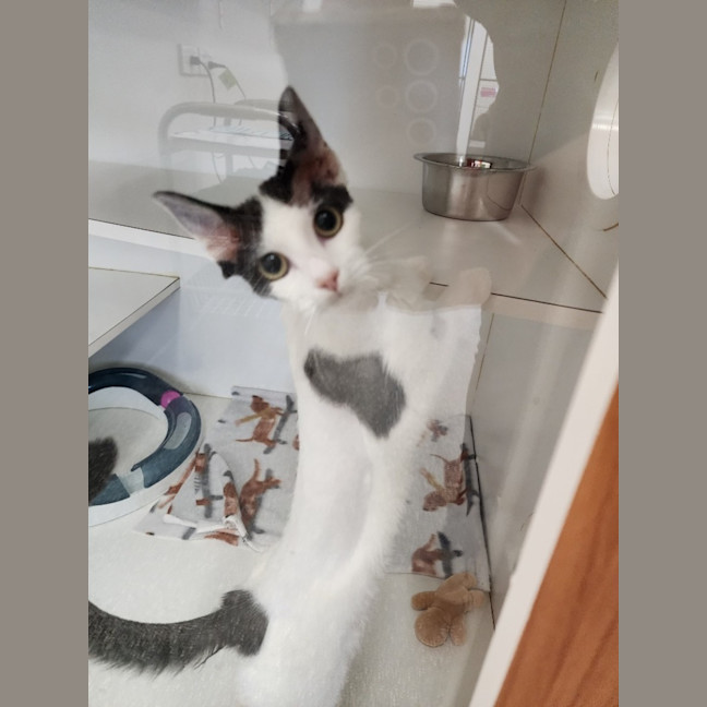 Photo of Polly Pocket