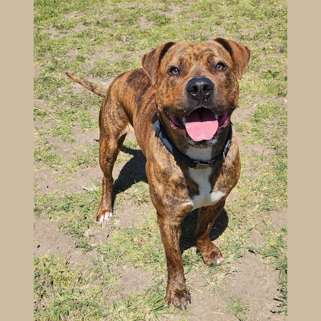 Photo of Benson (67649)