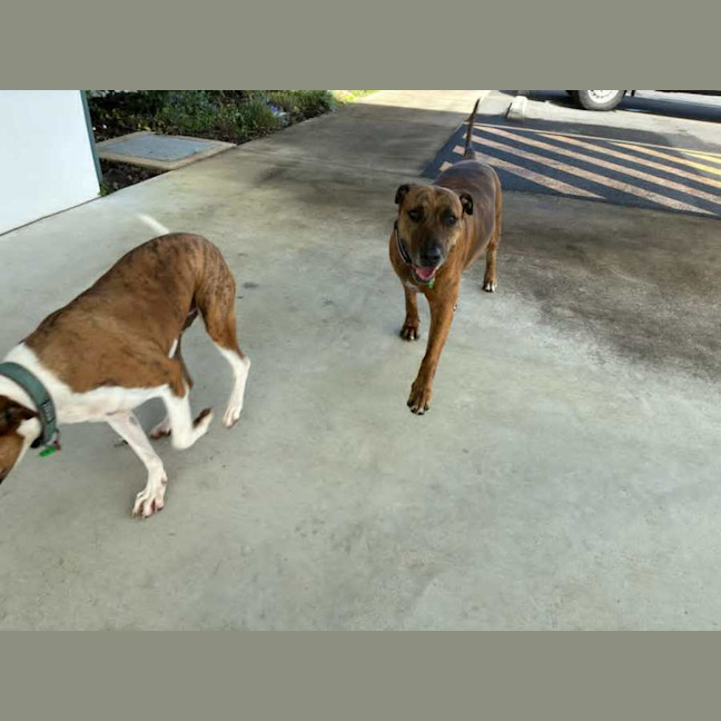 Photo of Crackles And Rocket 