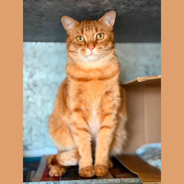 Photo of Odin