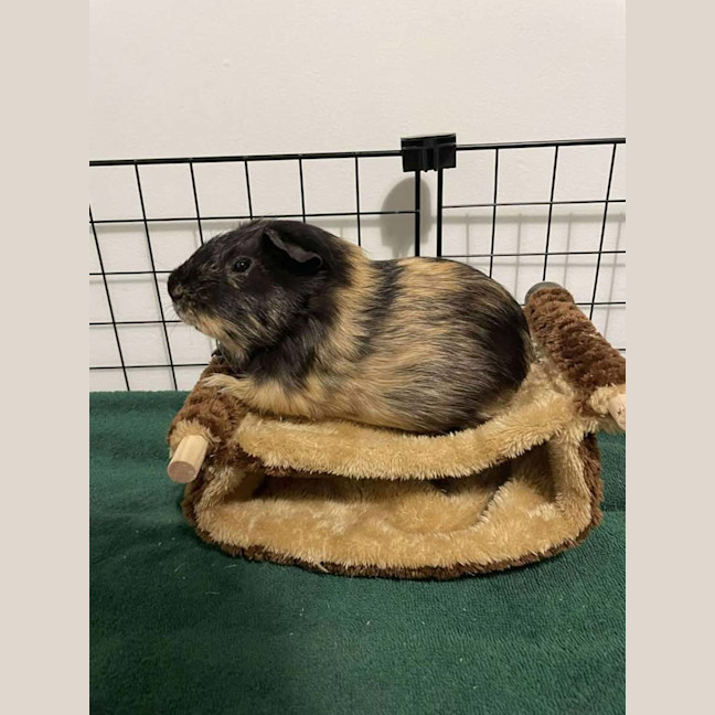 Photo of Crunchy & Tiger