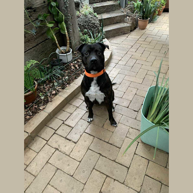 Photo of Buster