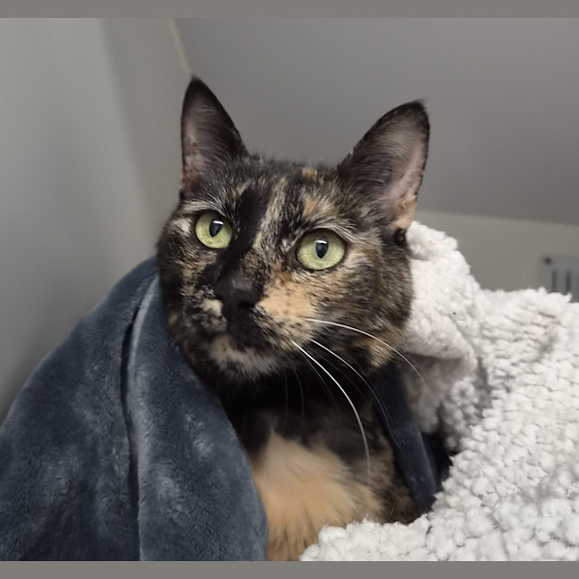 Photo of Pebbles
