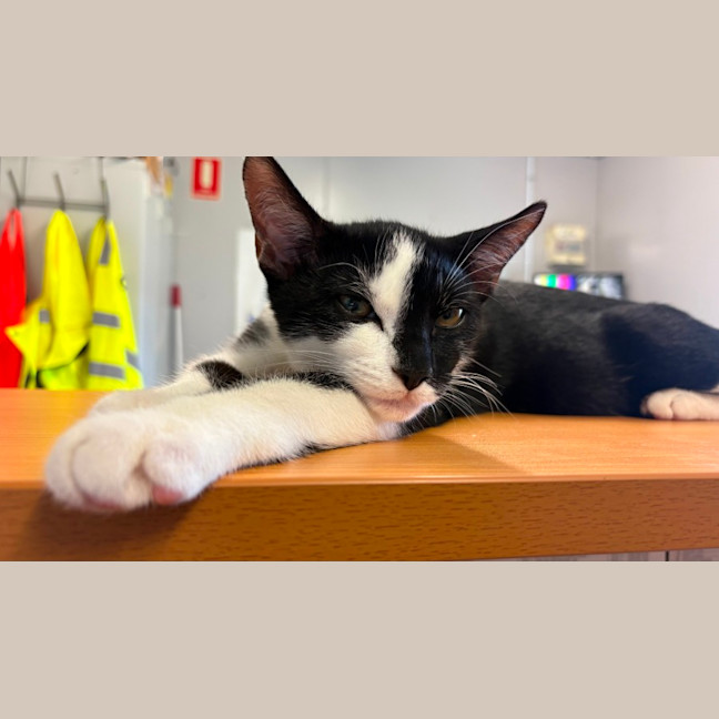 Photo of Clinkers