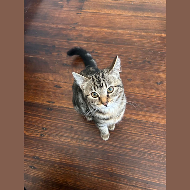 Photo of Boodle Noodle