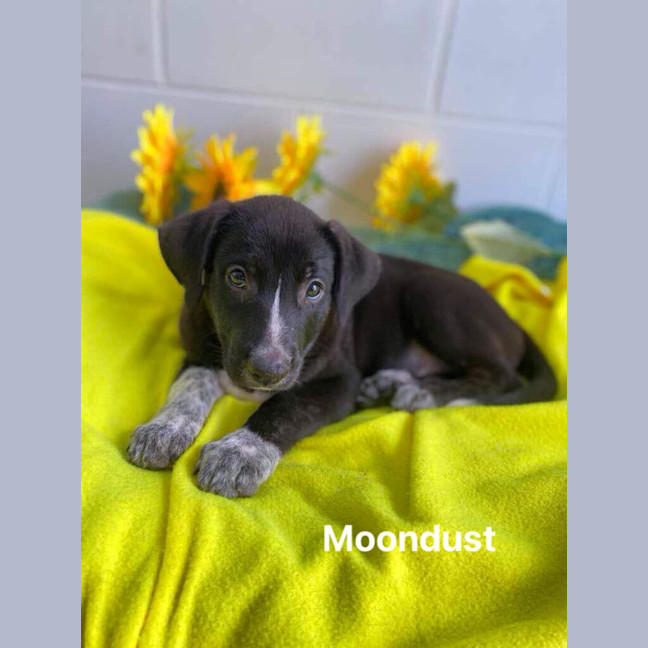 Photo of Moondust