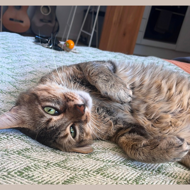 Photo of Mushroom (Mushy)