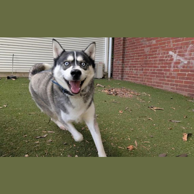 Photo of Hunter