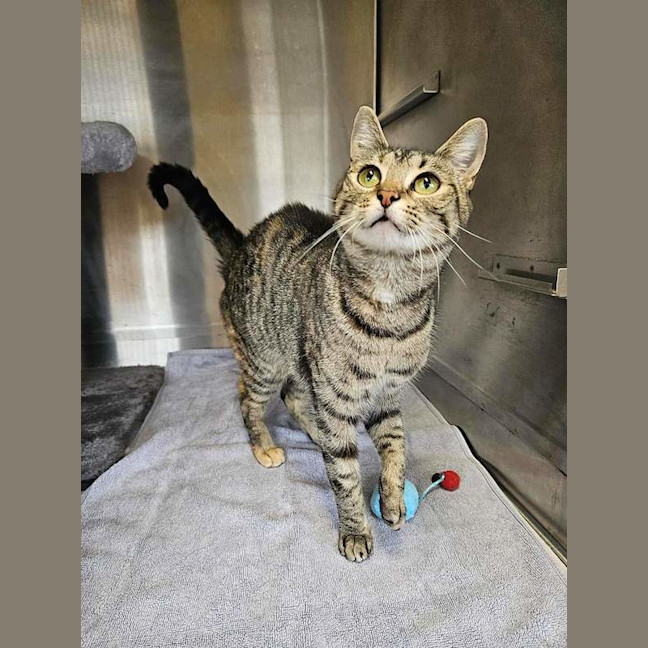 Photo of Comet