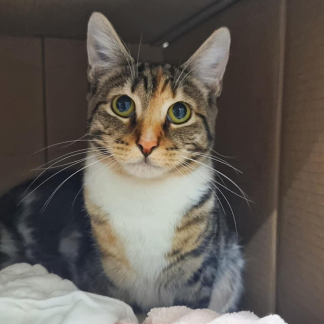 Photo of 10960   Savina