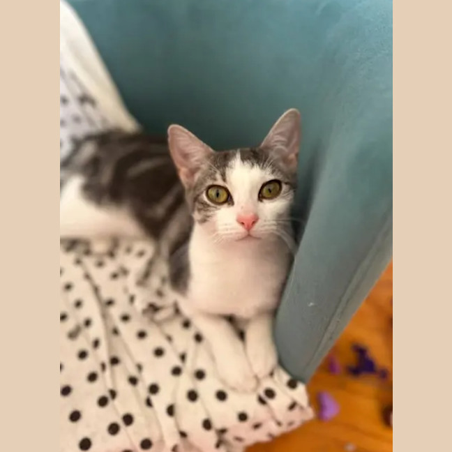Photo of Luna Dragon