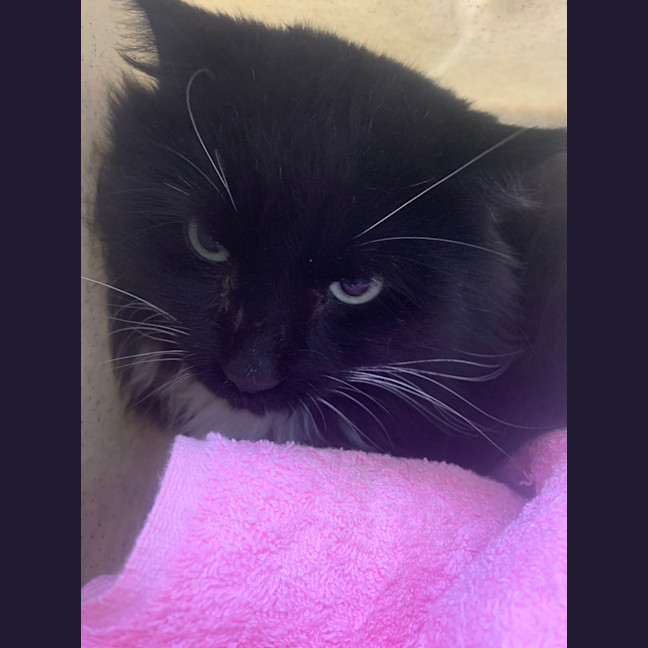 Photo of Figaro