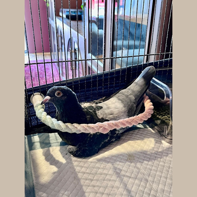 Photo of Monkey 