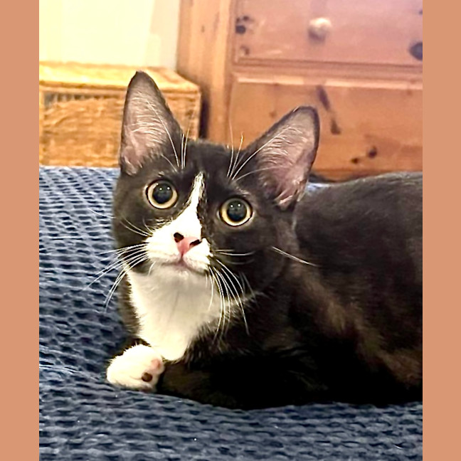 Photo of Sage